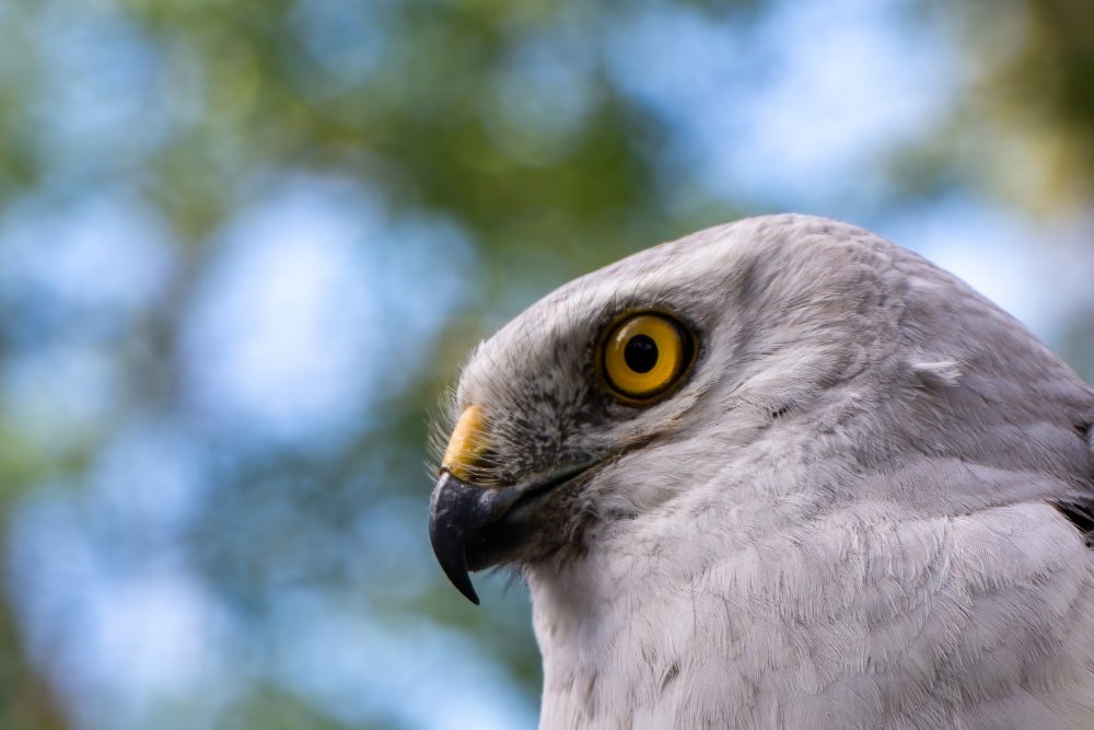 NEW - BOOK ABOUT PALLID HARRIER